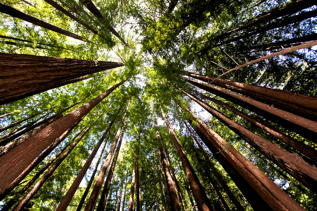 redwood_grove_nature_preserve.jpg?w=640
