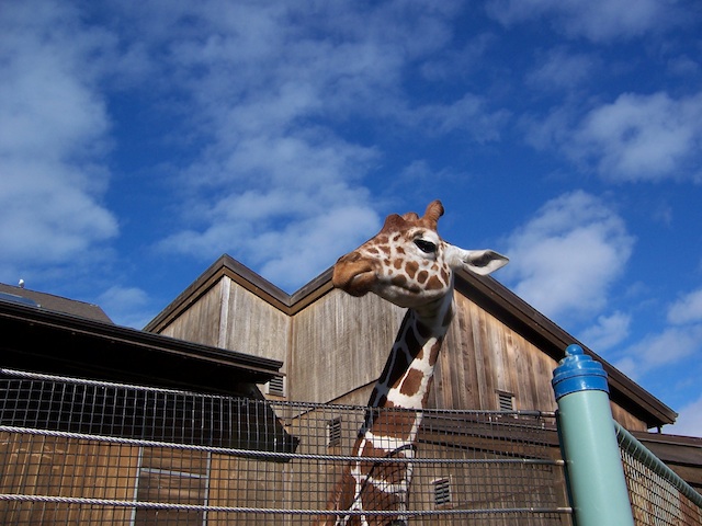[Image: sf-zoo-giraffe.jpg?w=640&h=480]