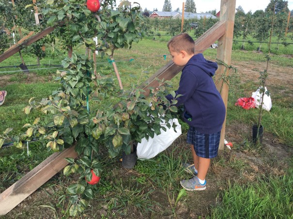 Best Apple Picking Orchards In Washington State