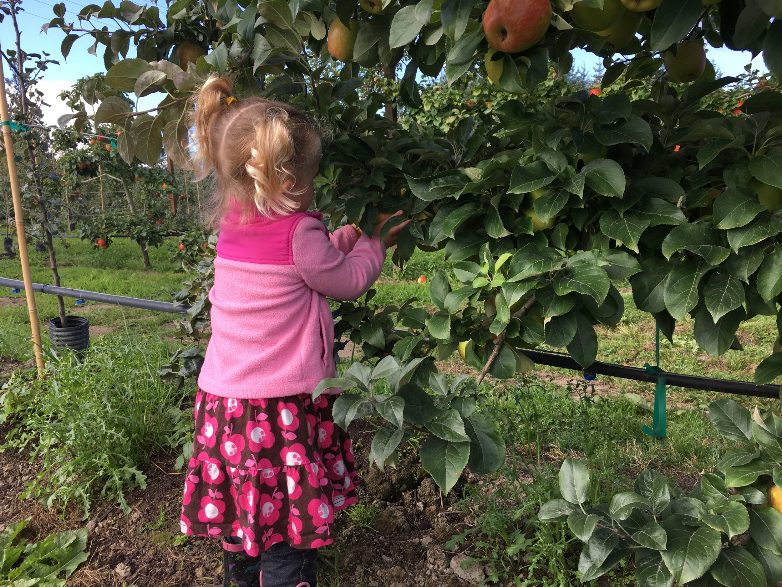 Best Apple Picking Orchards In Washington State